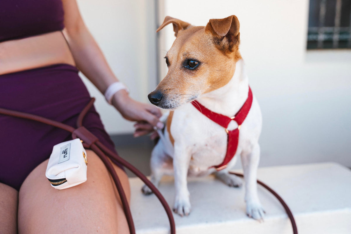 Why Harness Shape Matters More Than Most Dog Owners Realise