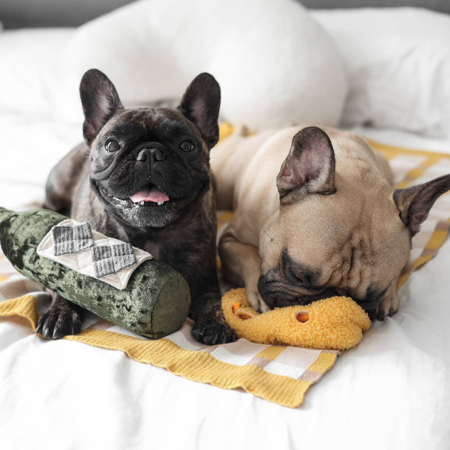 Why Your Dog Is Still Hyper After a Walk (And What To Do Instead)