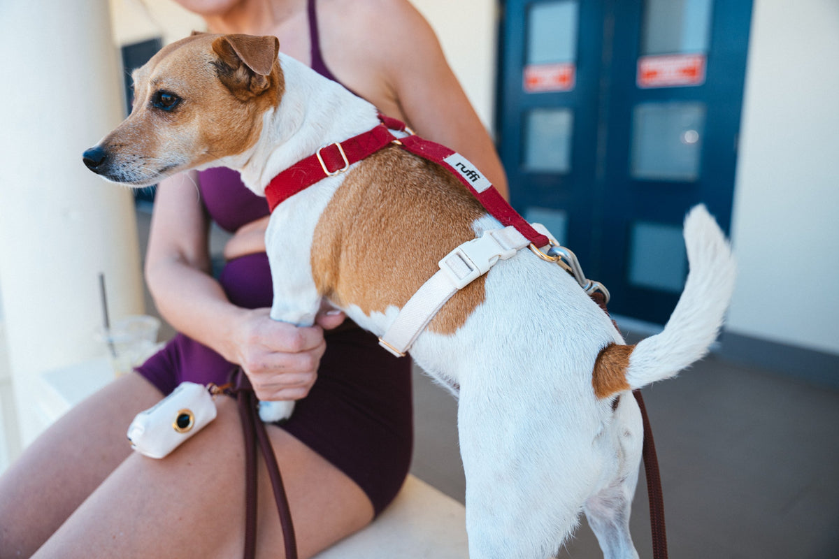 Harnesses