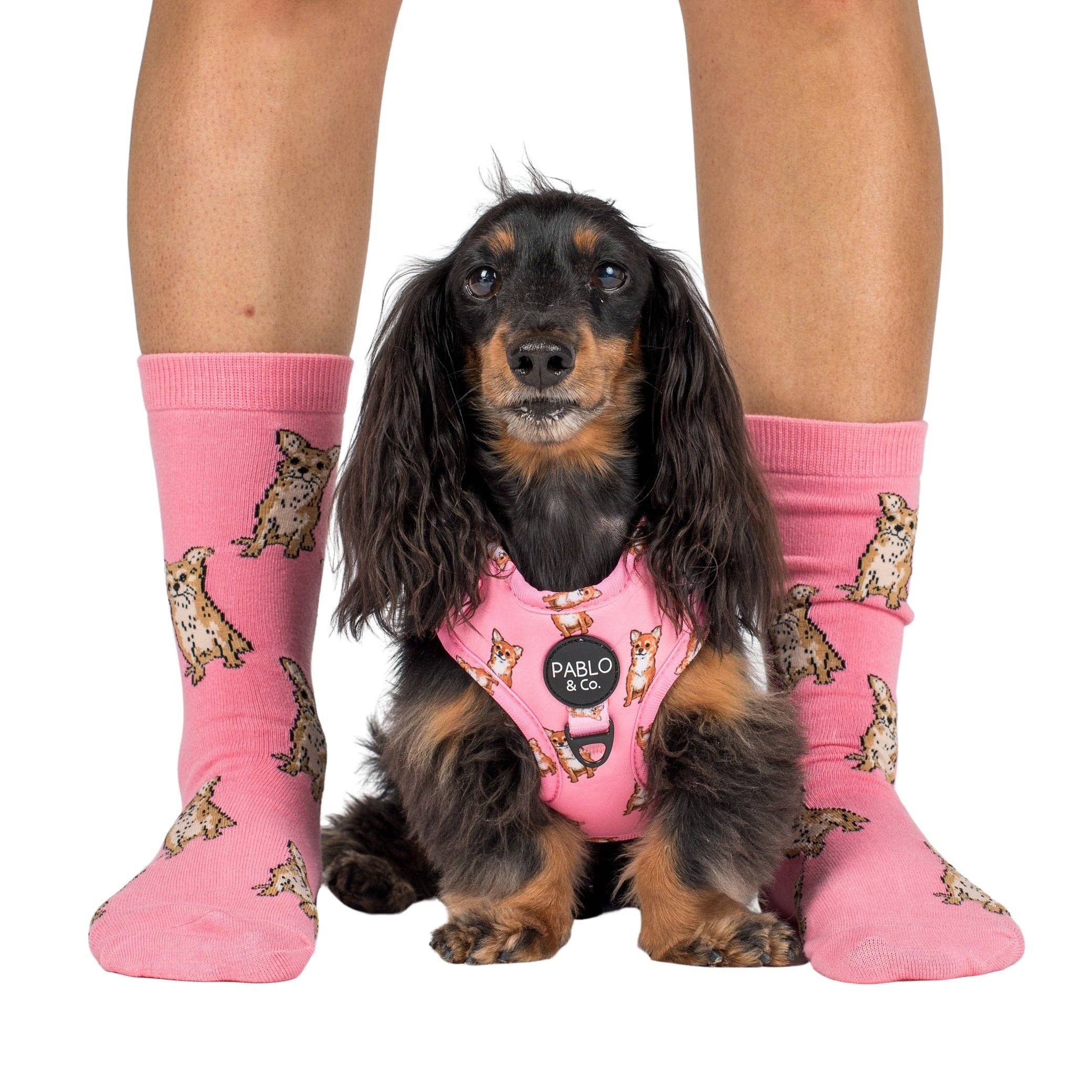 Pink Cavoodle Socks