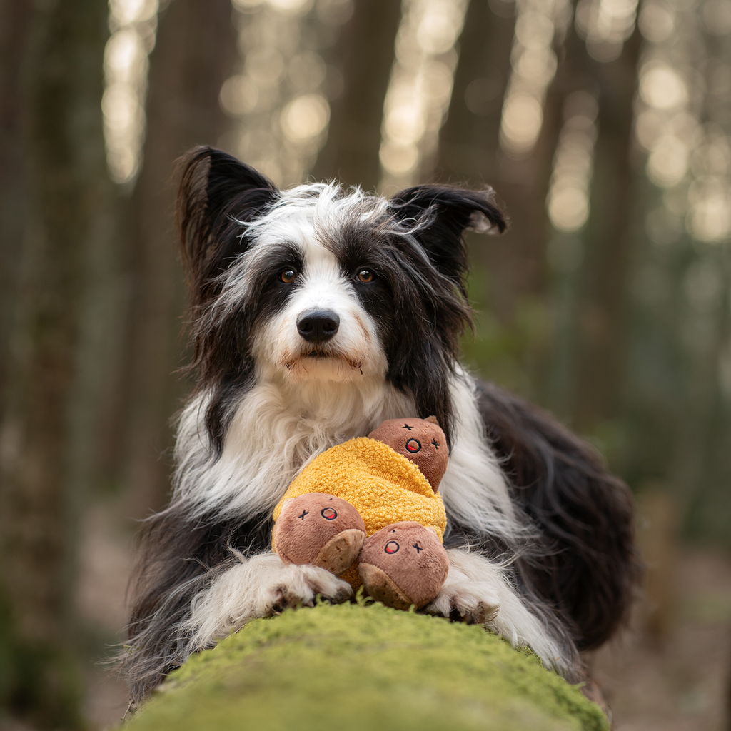 Dog holding a plush toy in a forest setting