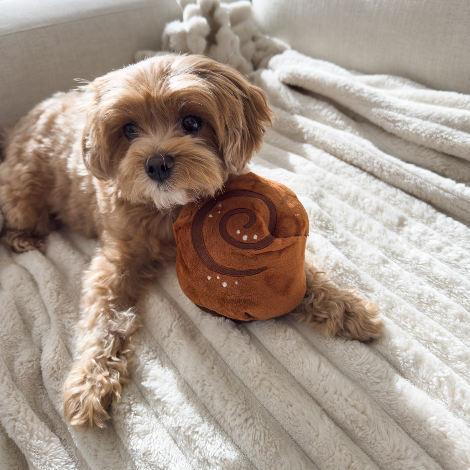Small dog holding a plush cinnamon roll toy on a soft blanket