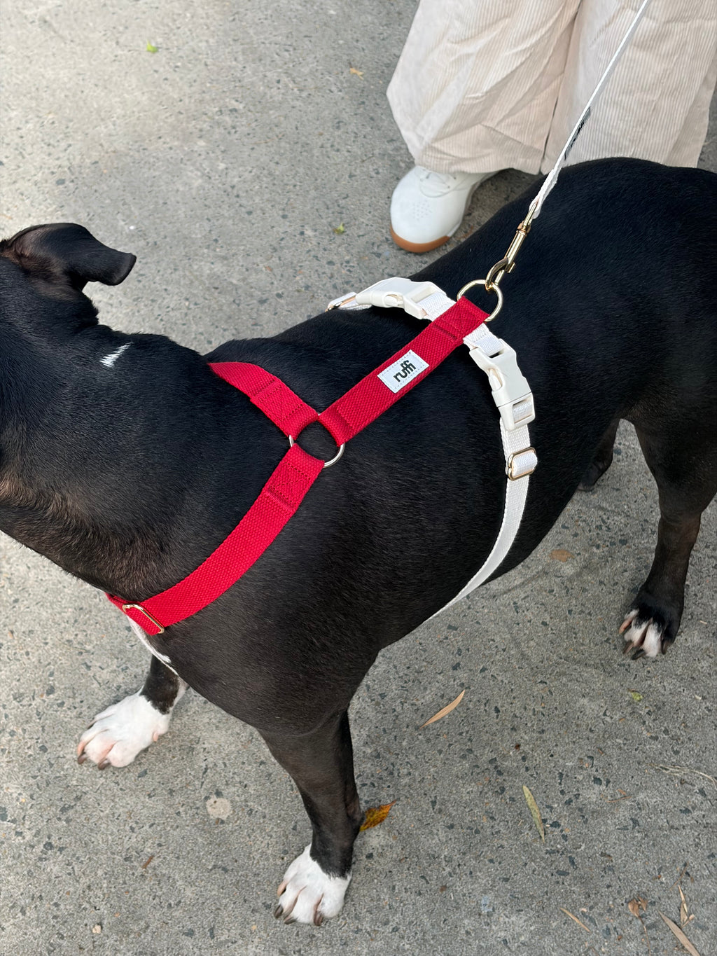 Berry/Cream Adjustable Dog Harness