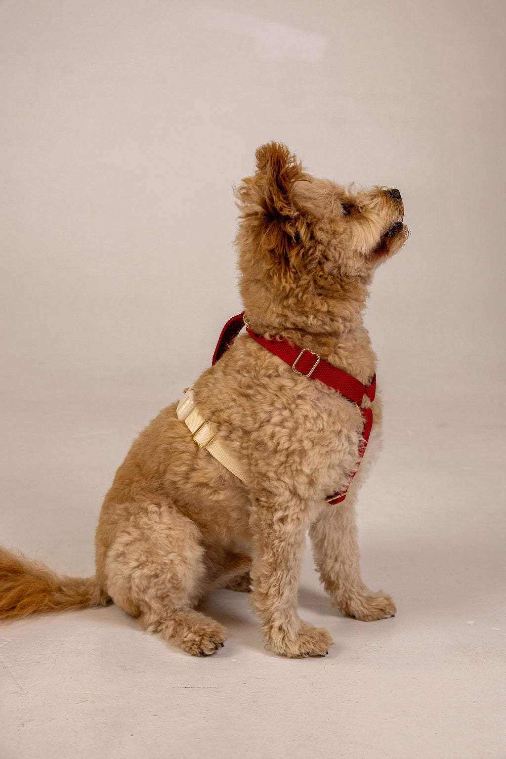 Berry/Cream Adjustable Dog Harness