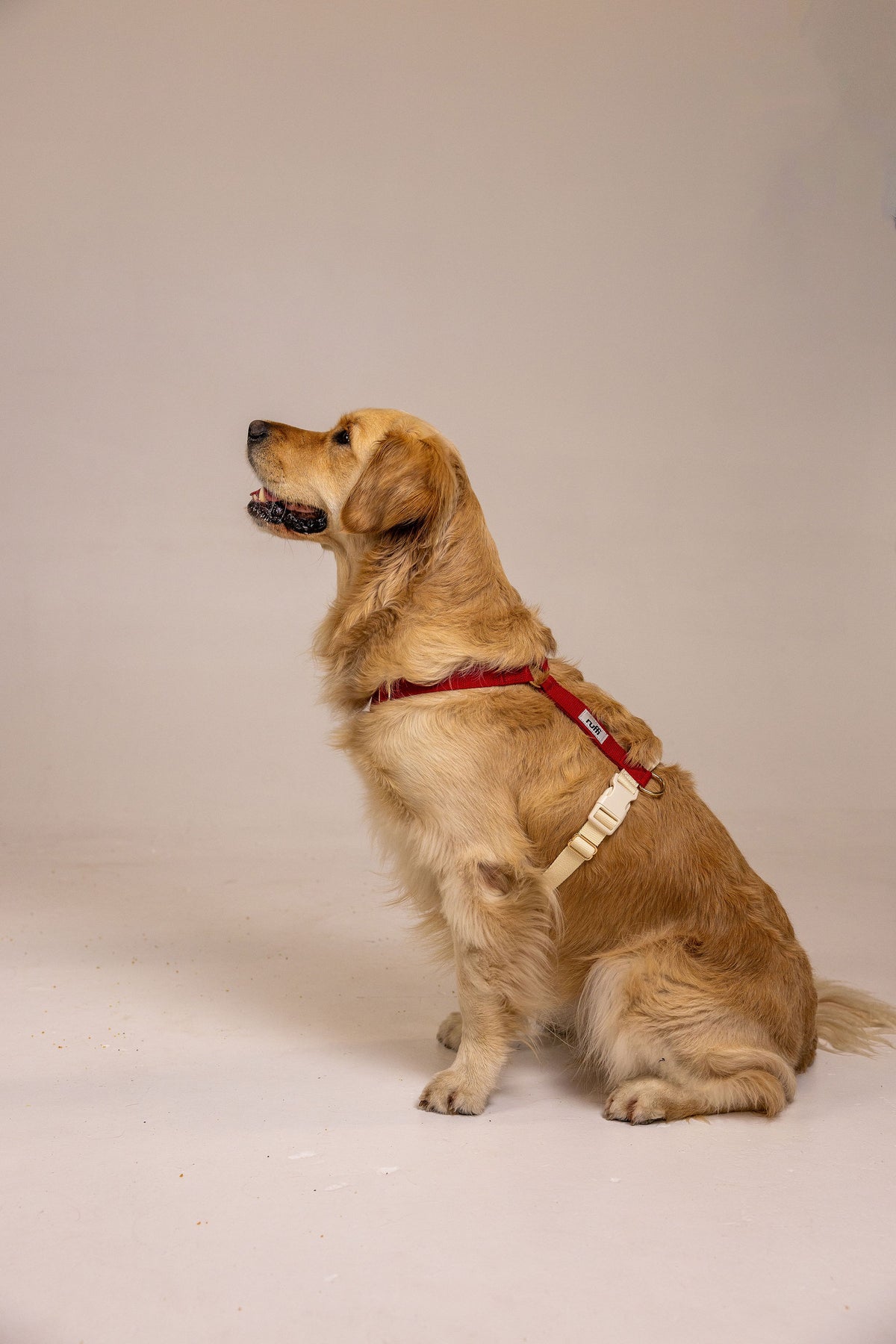 Berry/Cream Adjustable Dog Harness