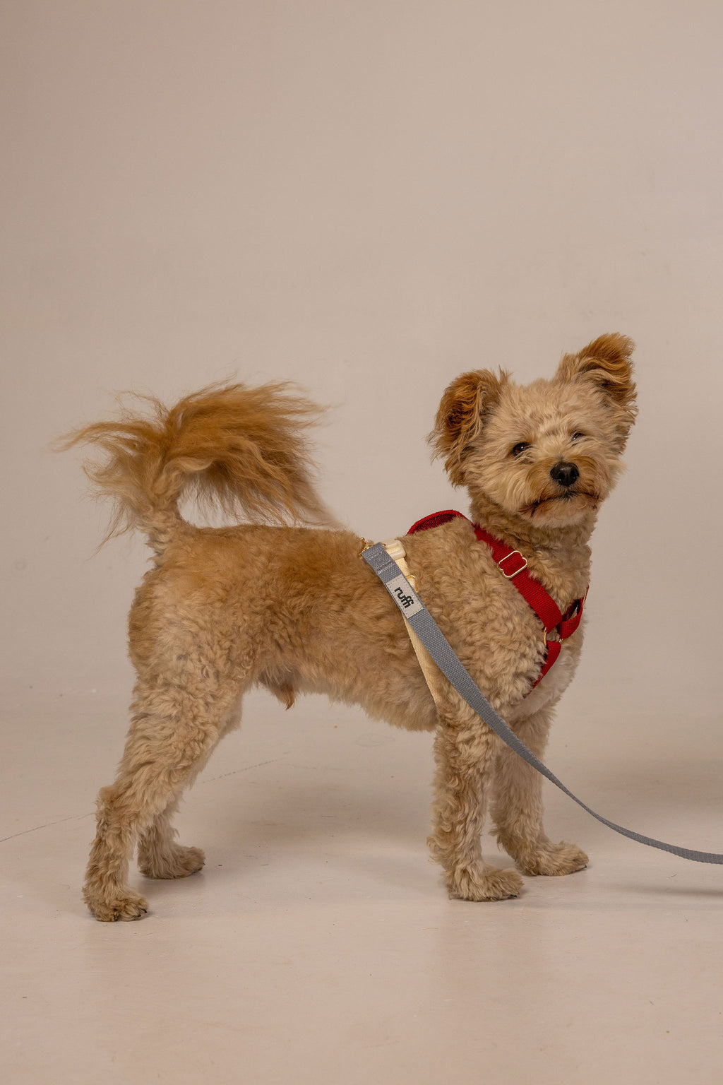 Harness and Leash Set - Grey