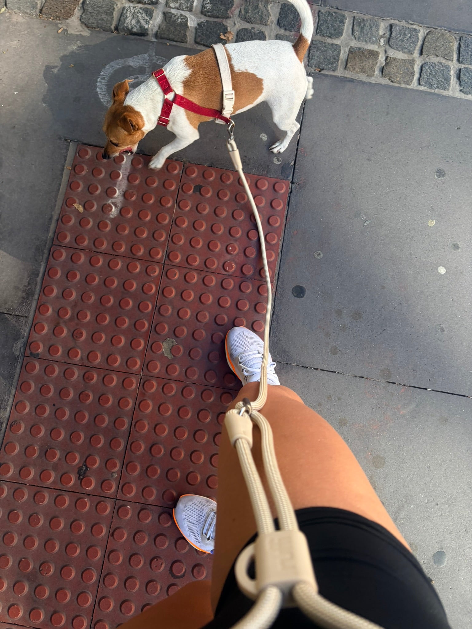 Hands Free Rope Leash Cream