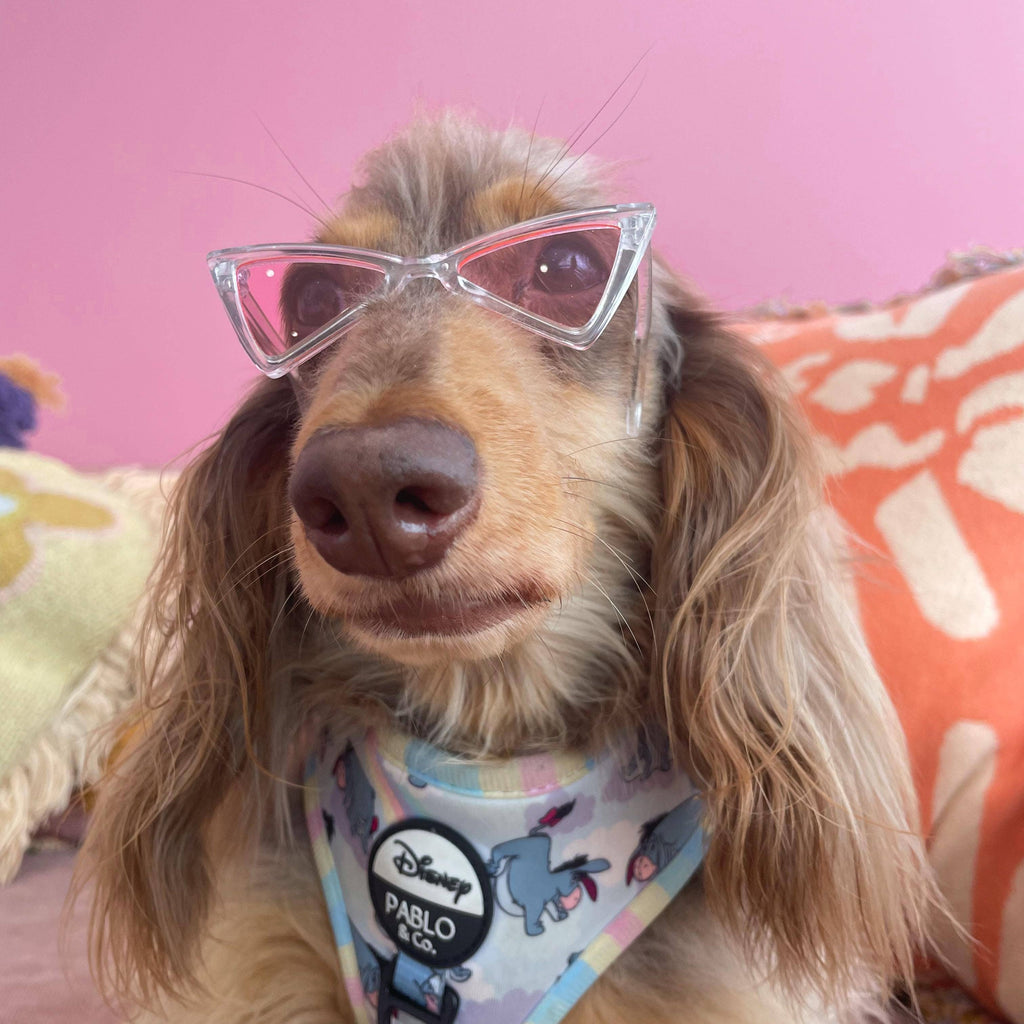 Dog Pet Sunglasses