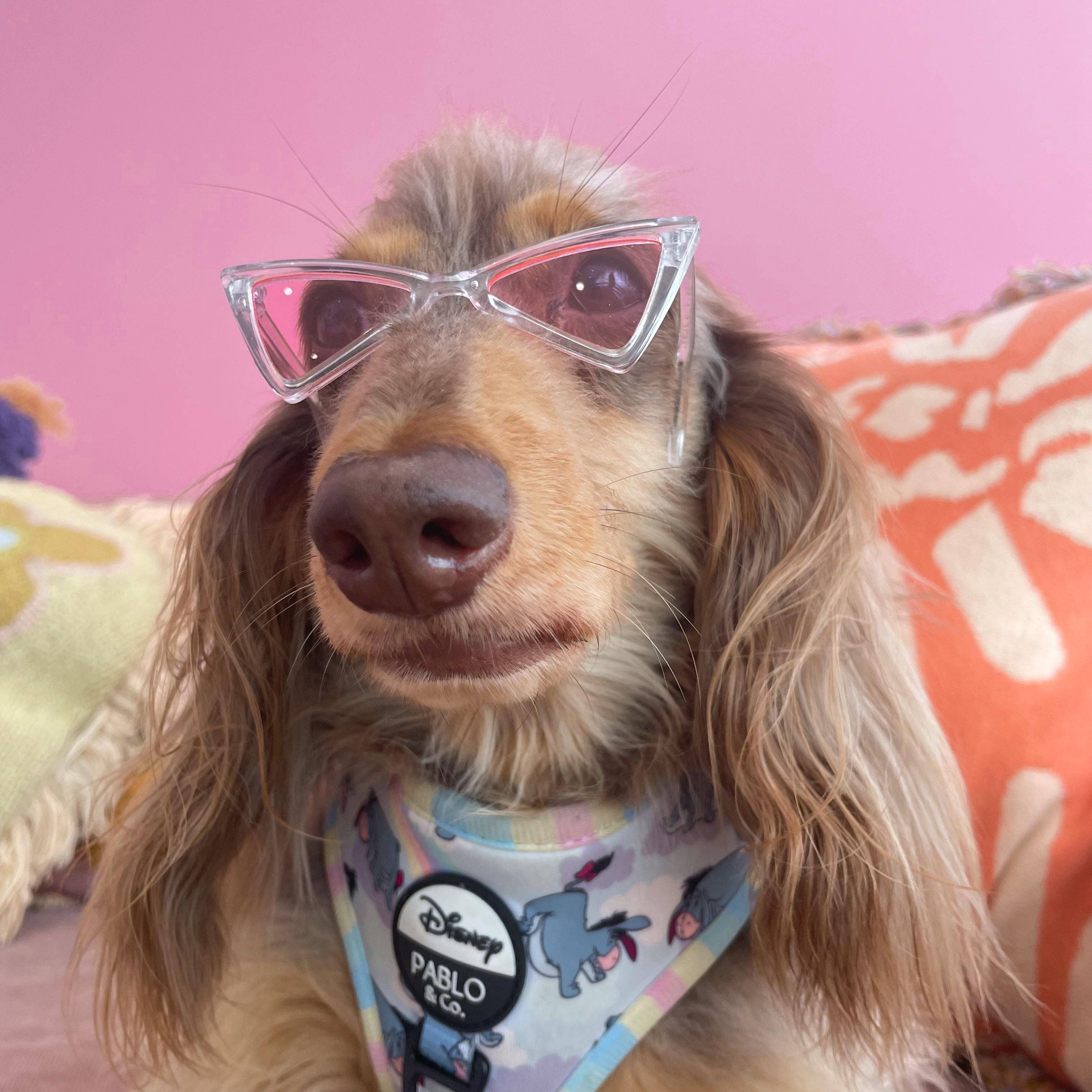 Dog Pet Sunglasses