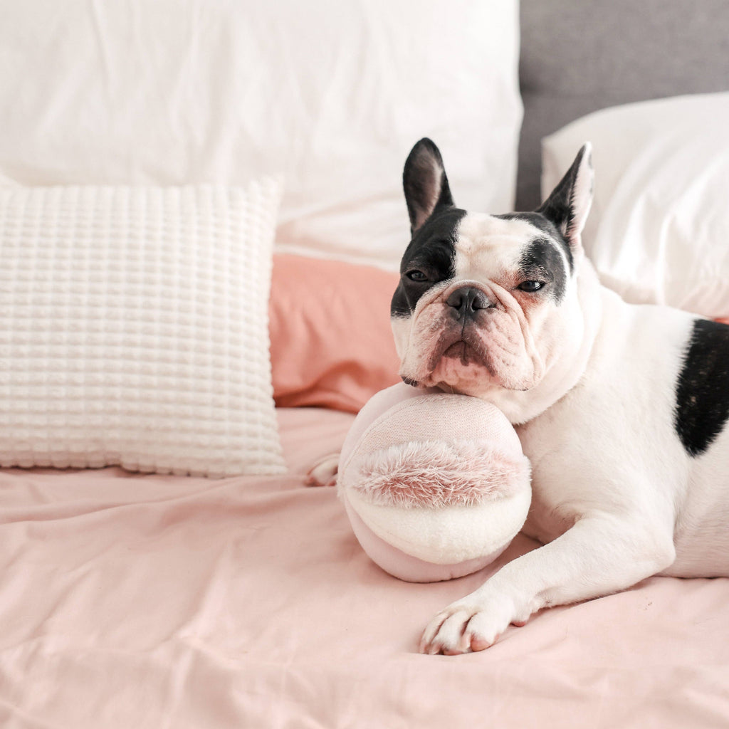 Lambwolf Collective: Toto Dog Enrichment Toy