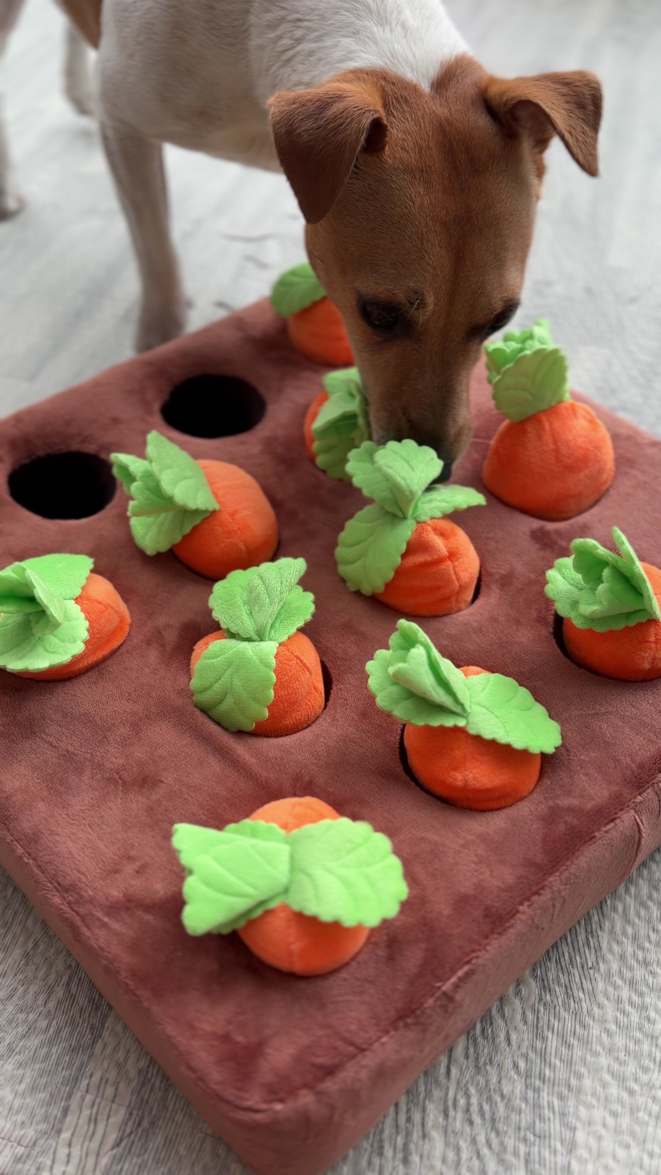 Carrot Snuffle Mat for Dogs